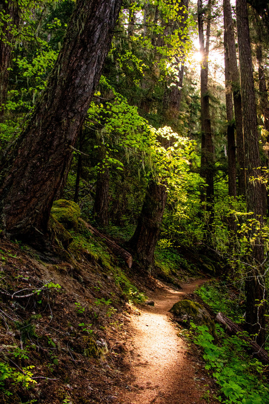 Golden afternoon light breaking through old-growth forest canopy onto a winding forest trail